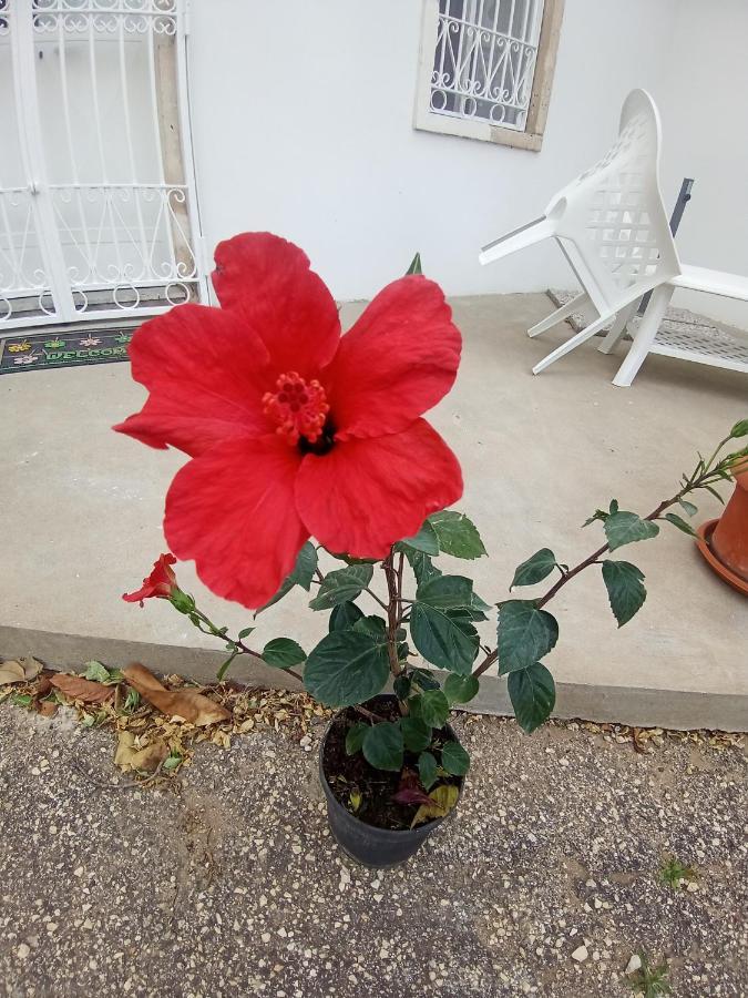 Hibiscus Siracusa *